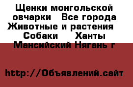 Щенки монгольской овчарки - Все города Животные и растения » Собаки   . Ханты-Мансийский,Нягань г.